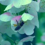 abeille(3)© AB