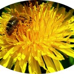 abeille(1)© AB