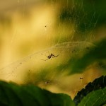 araignée(6)© AB