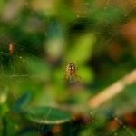 araignée(8)© AB