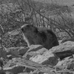 marmottes(1)© AB