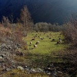 moutons(1)© AB