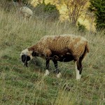 moutons(11)© AB