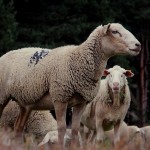 moutons(12)© AB