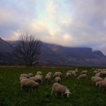 moutons(15)© AB