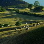 moutons(14)© AB
