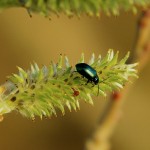 scarabé(1)© AB