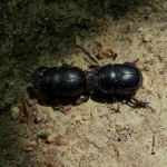 scarabé(2)© AB