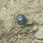 scarabé(5)© AB