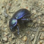 scarabé(6)© AB