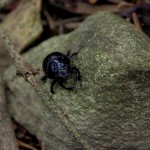 scarabé(4)© AB