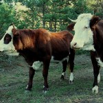 vaches(16)© AB