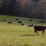 vaches(2)© AB