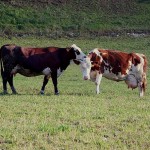 vaches(22)© AB