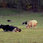 vaches(6)© AB