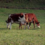 vaches(11)© AB