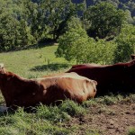 vaches(10)© AB