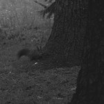 écureuils(2) © AB