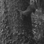 écureuils(1) © AB