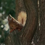 écureuils(8) © AB
