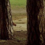 écureuils(12) © AB